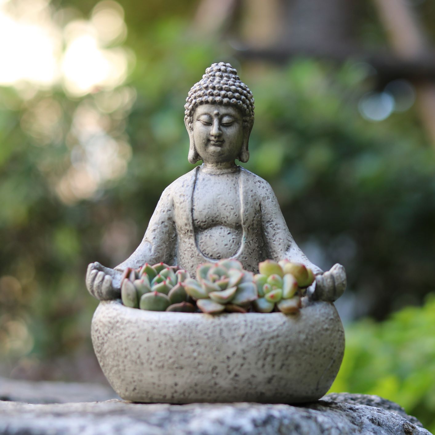 Meditating Buddha Succulent Pl - đánh giá và giá Succulent Planter Pot